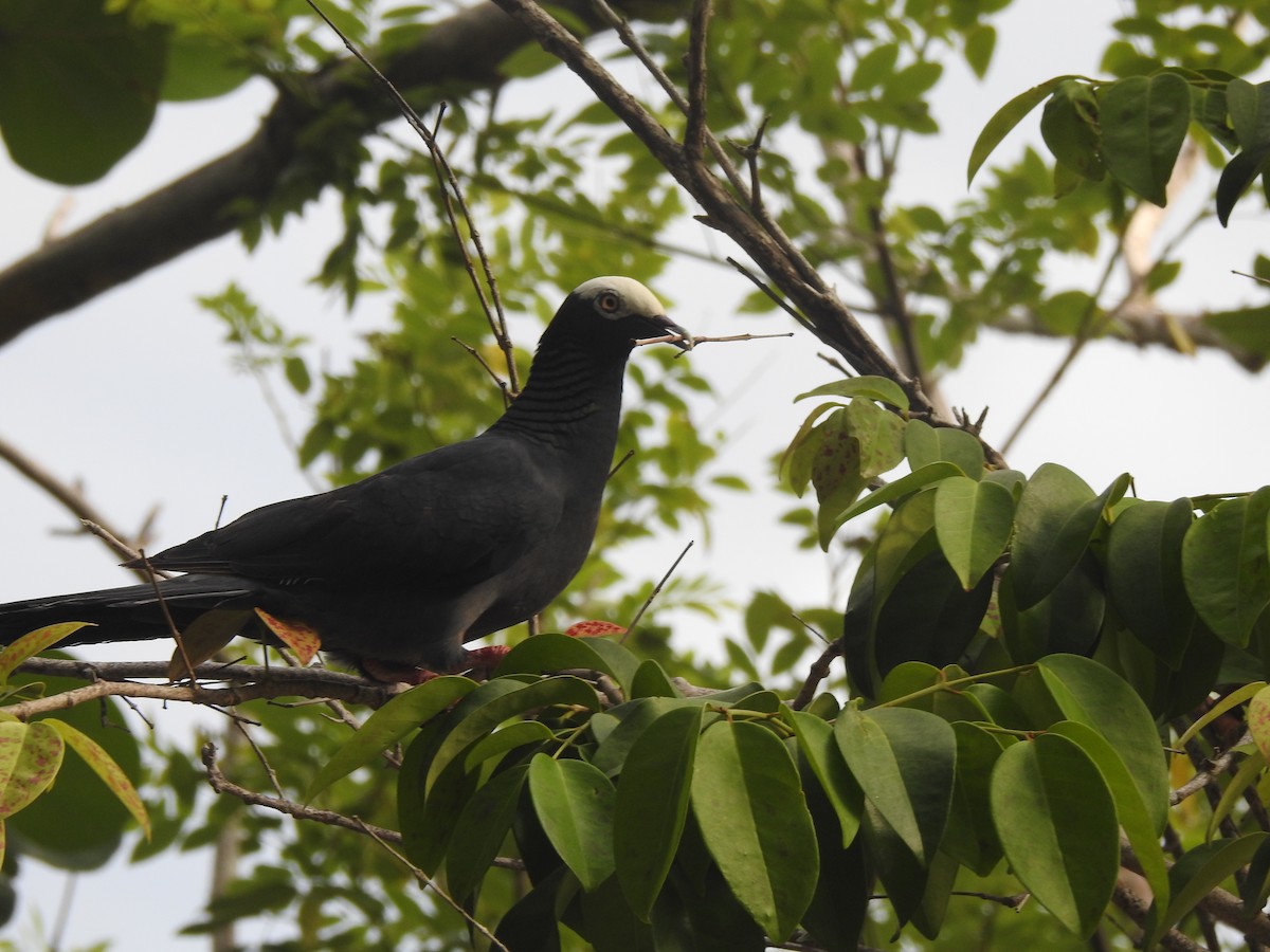 Pigeon à couronne blanche - ML589643051