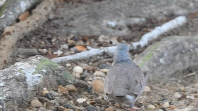 Common Ground Dove - ML589643101