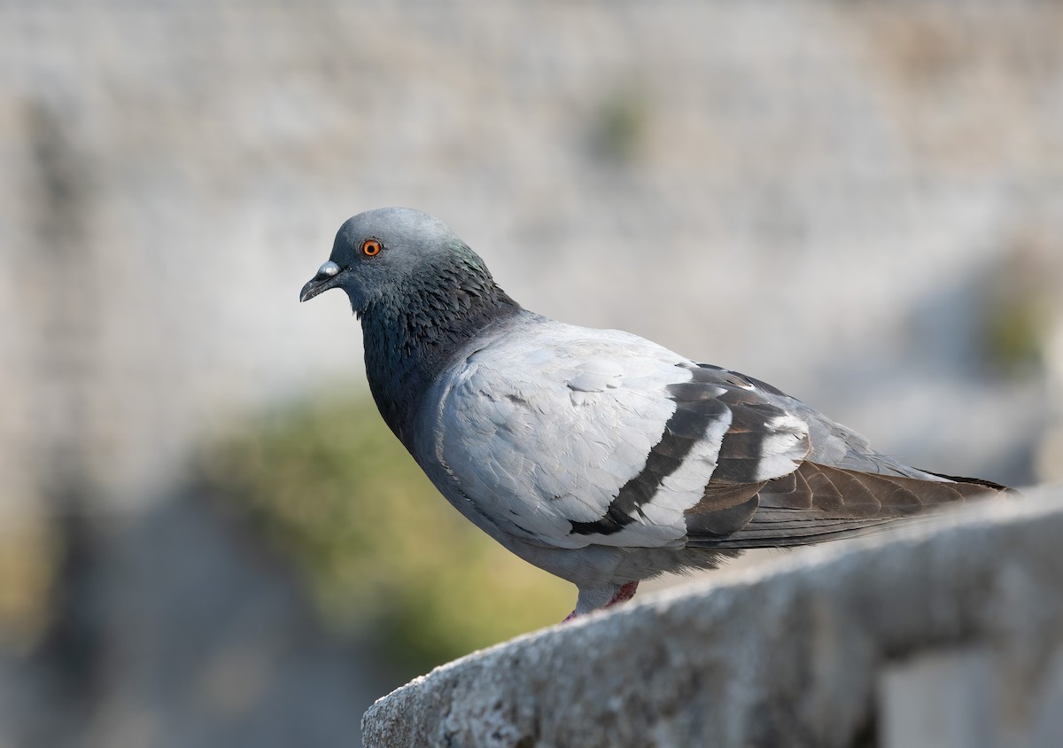Rock Pigeon (Feral Pigeon) - ML589643251