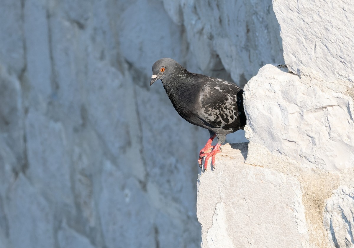 Rock Pigeon (Feral Pigeon) - ML589643261