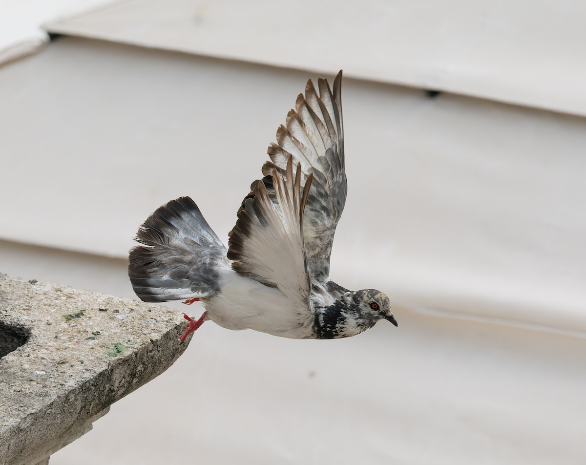 Rock Pigeon (Feral Pigeon) - ML589643281