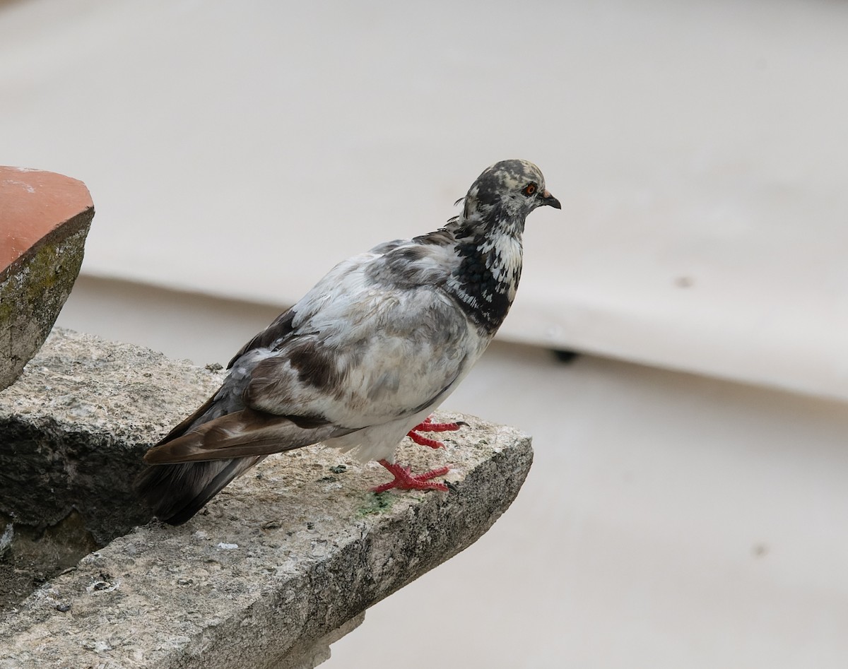 Rock Pigeon (Feral Pigeon) - ML589643291