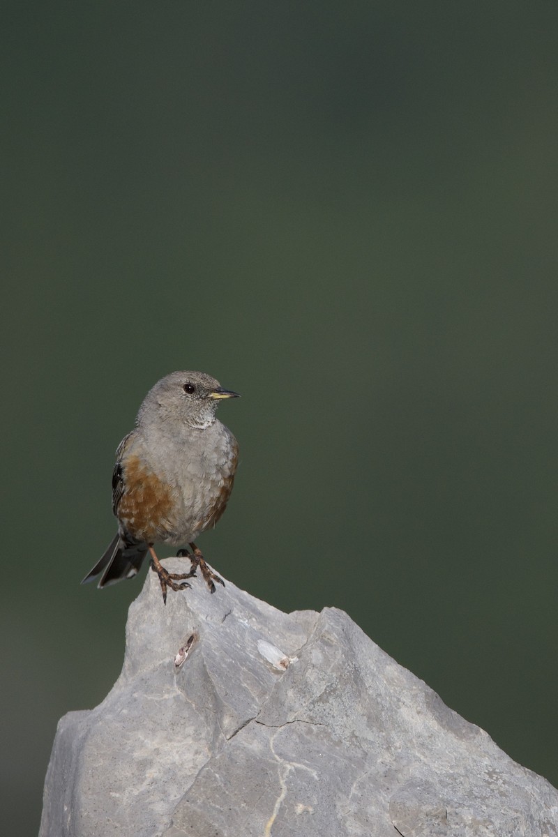 Alpine Accentor - ML589643301