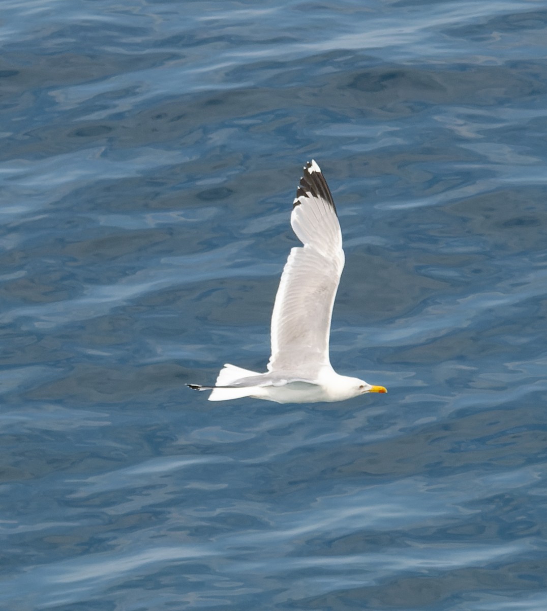 Yellow-legged Gull - ML589643441