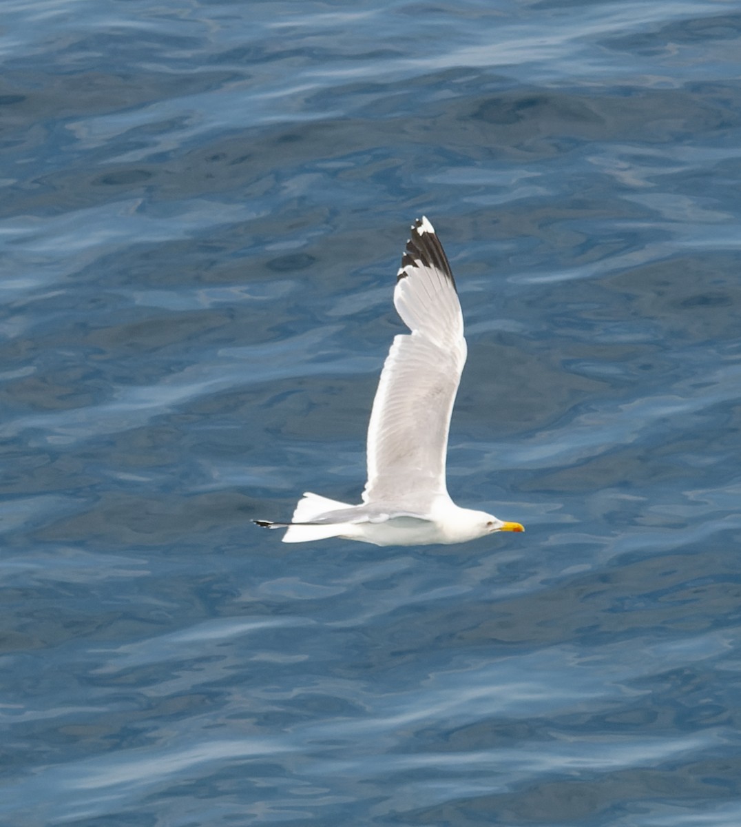 Gaviota Patiamarilla - ML589643441