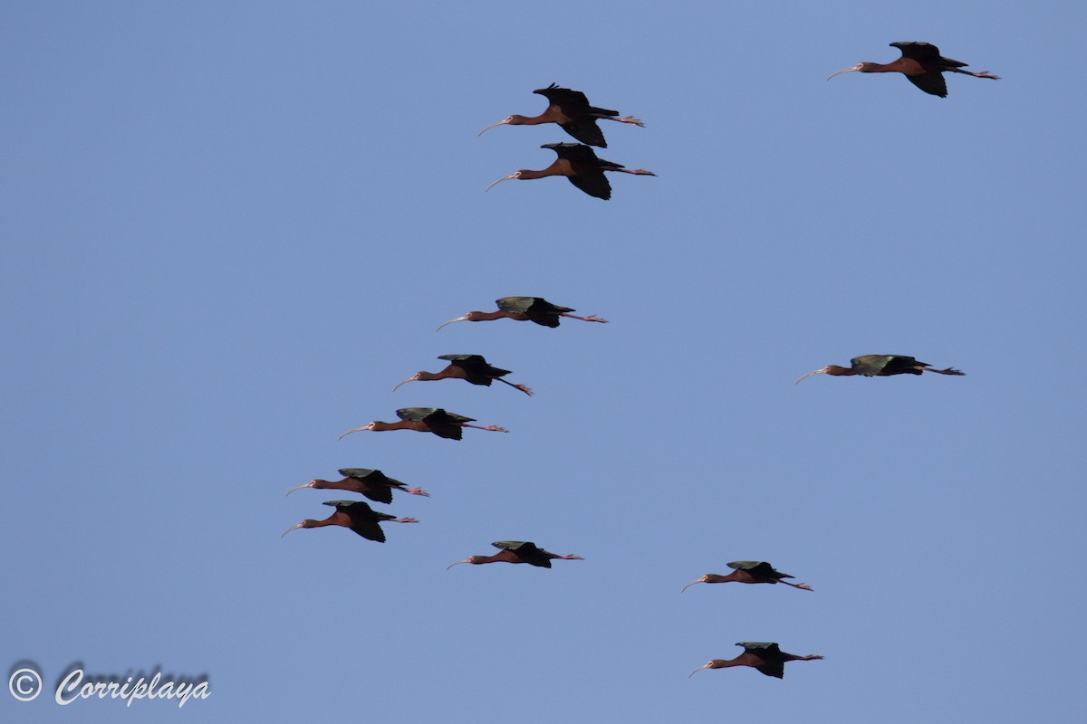 ibis americký - ML589643481