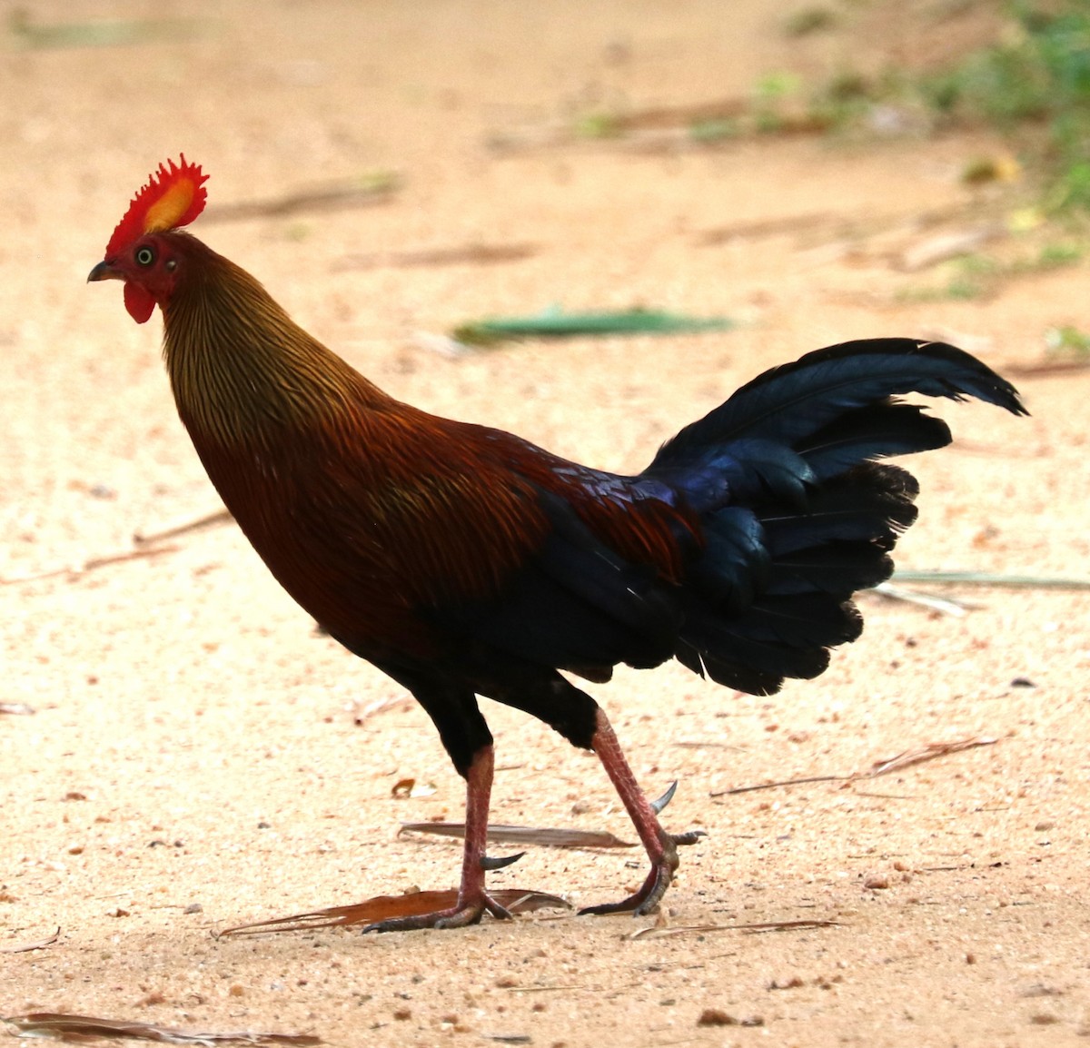 Sri Lanka Junglefowl - evonne muse