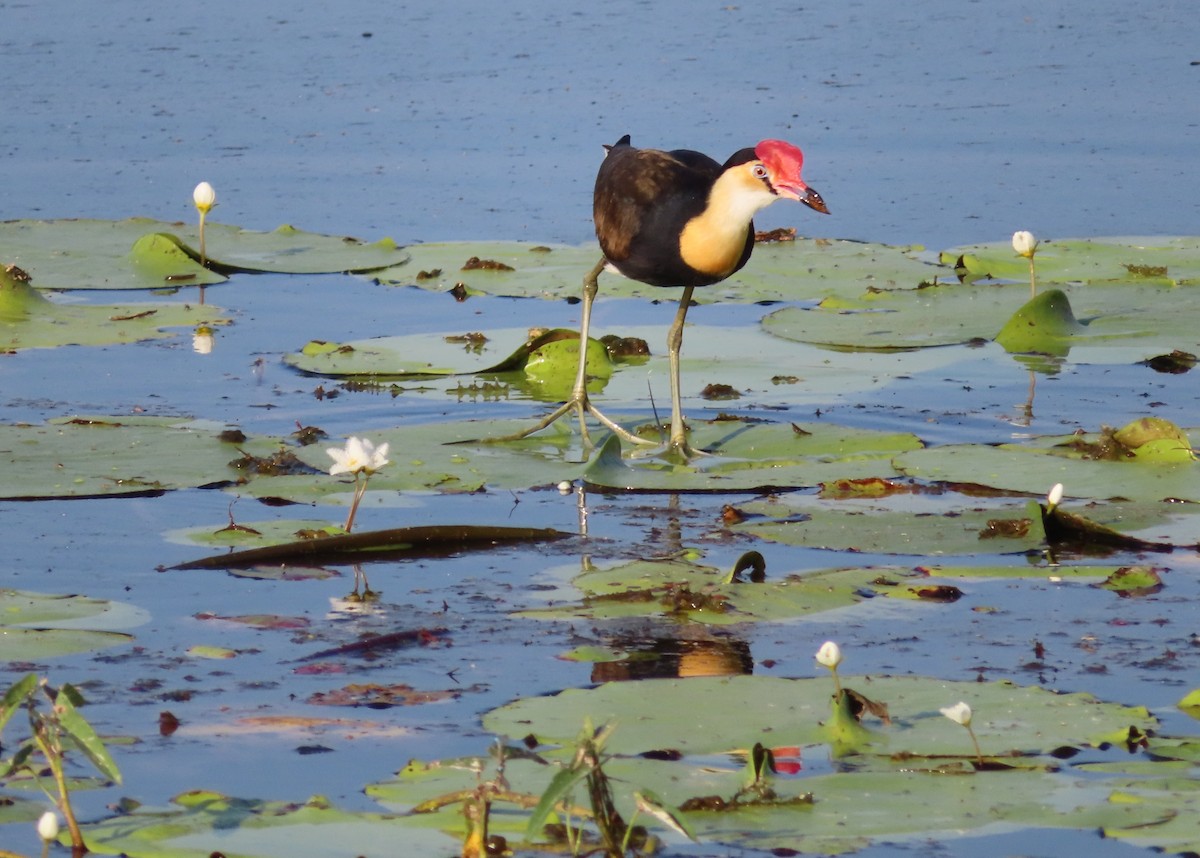 Comb-crested Jacana - ML589646601