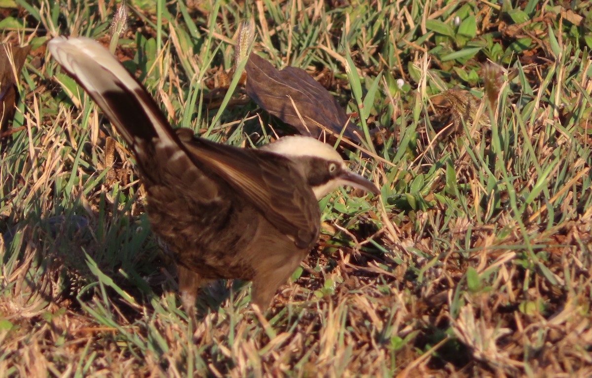 Gray-crowned Babbler - ML589646921