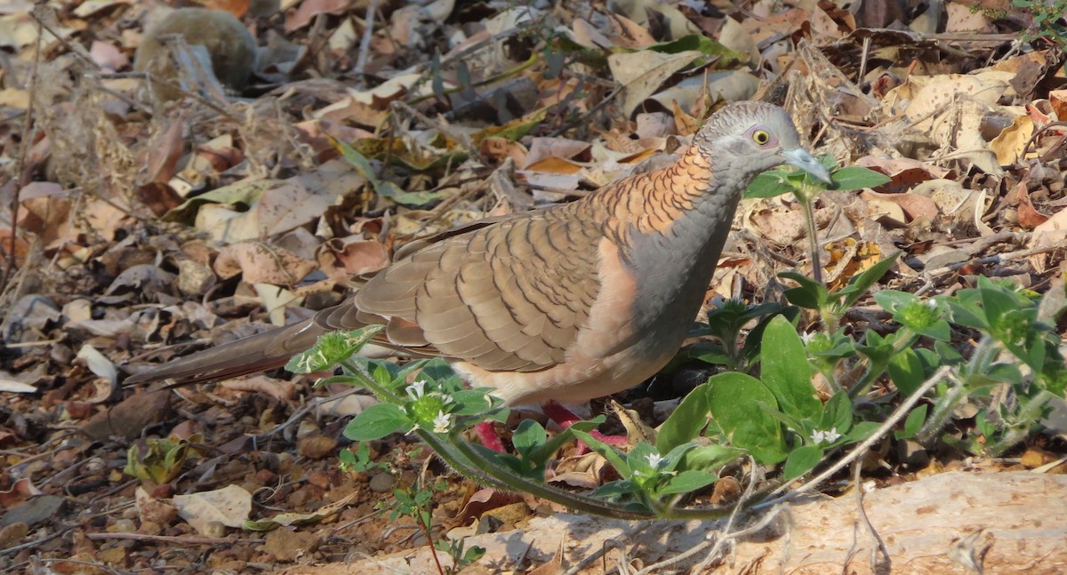 Bar-shouldered Dove - ML589647251