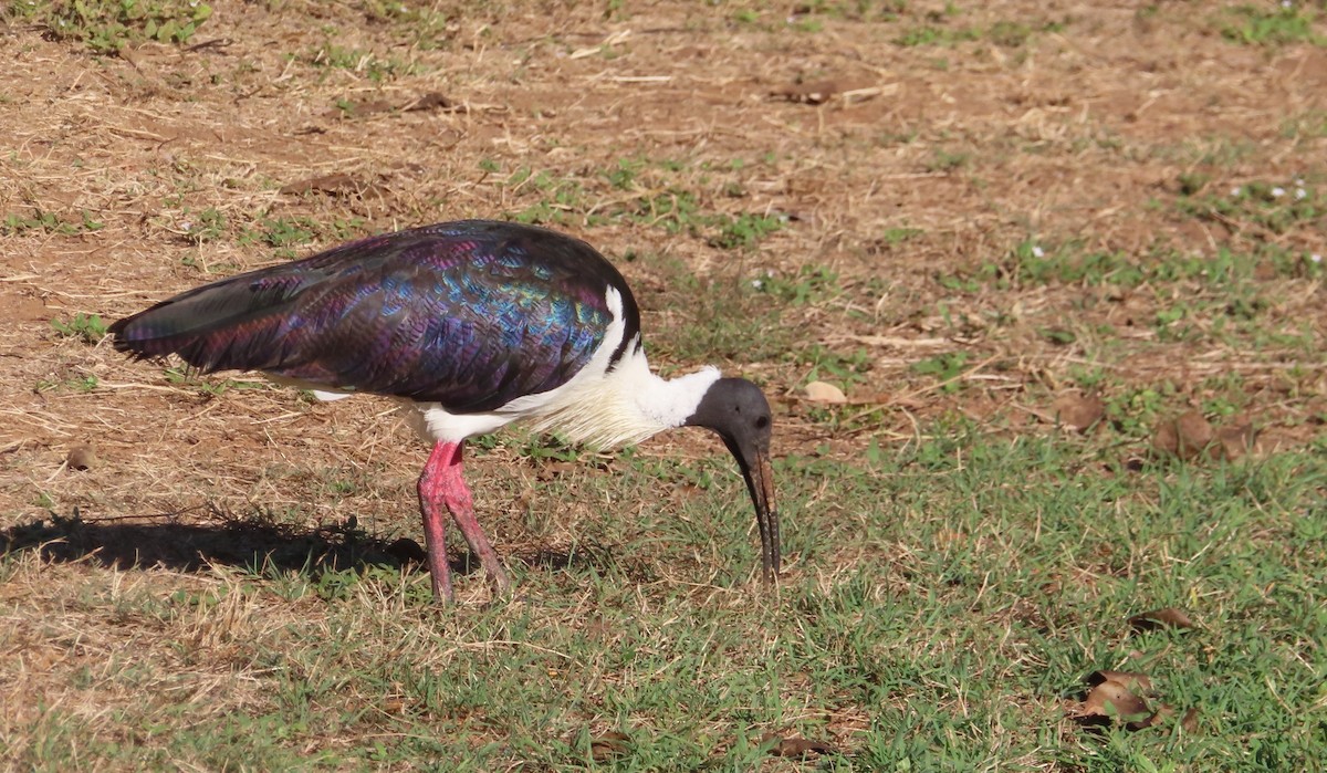 Straw-necked Ibis - ML589647351