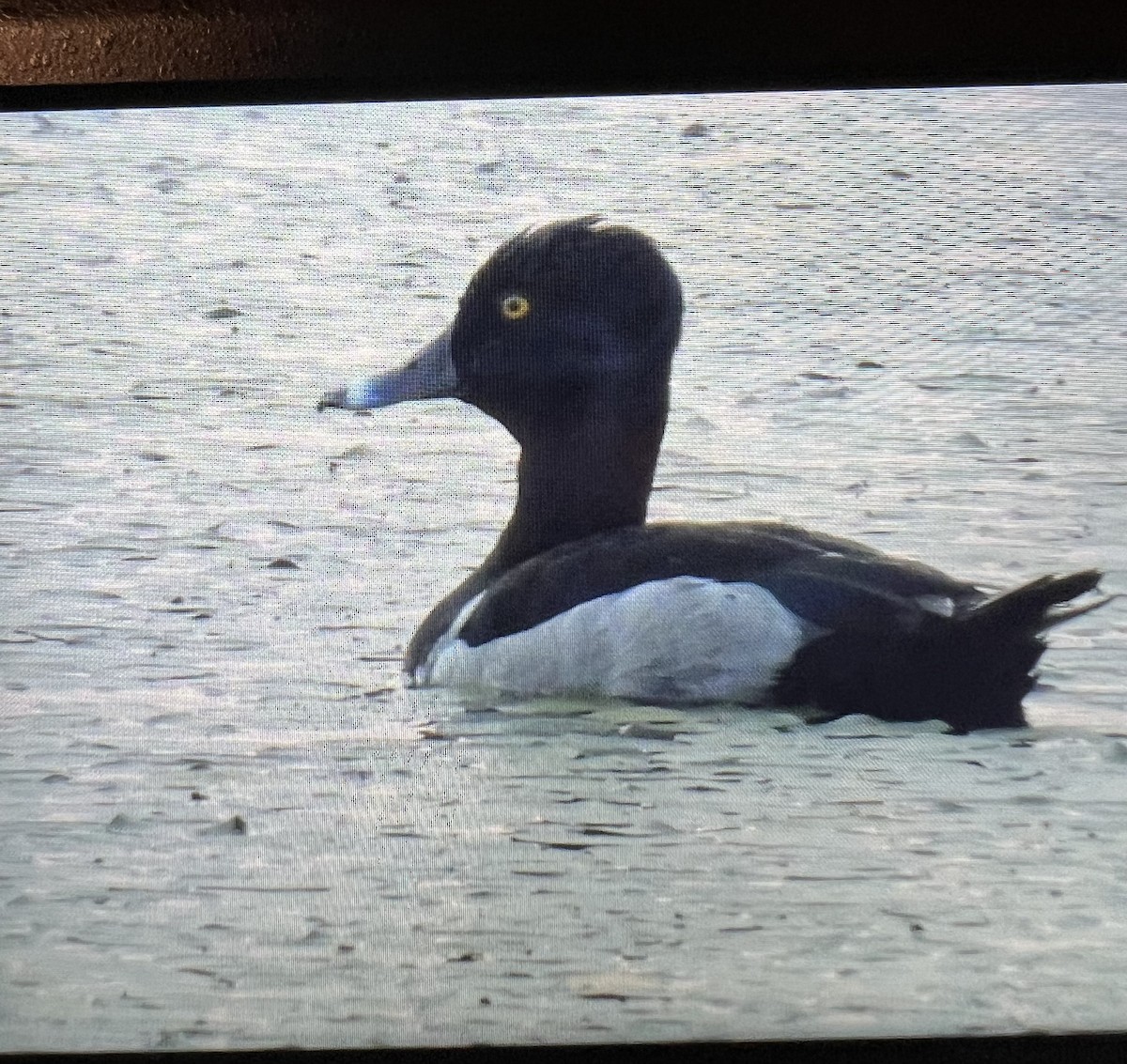 Ring-necked Duck - Stella Miller