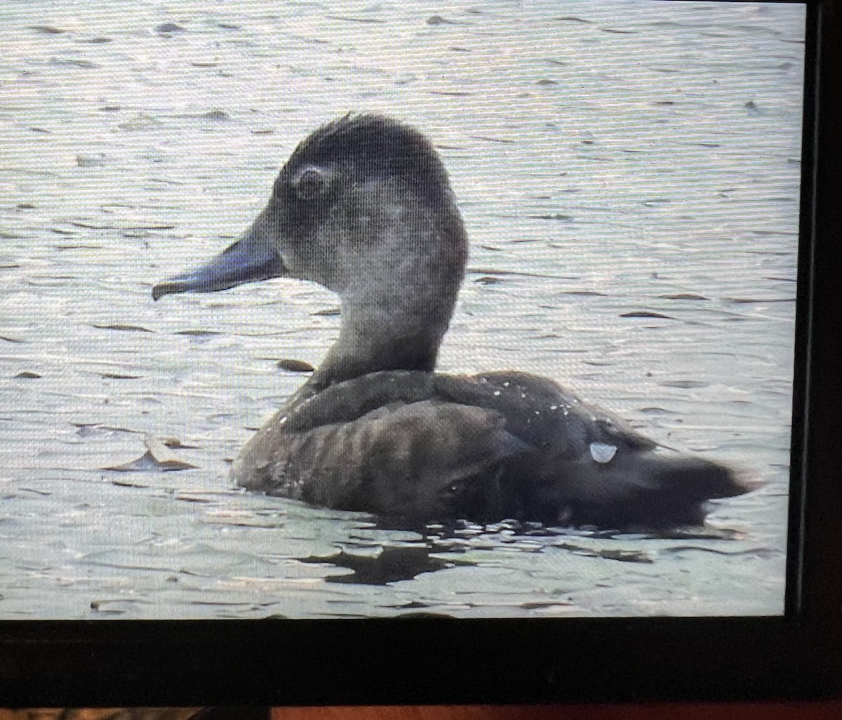 Ring-necked Duck - Stella Miller