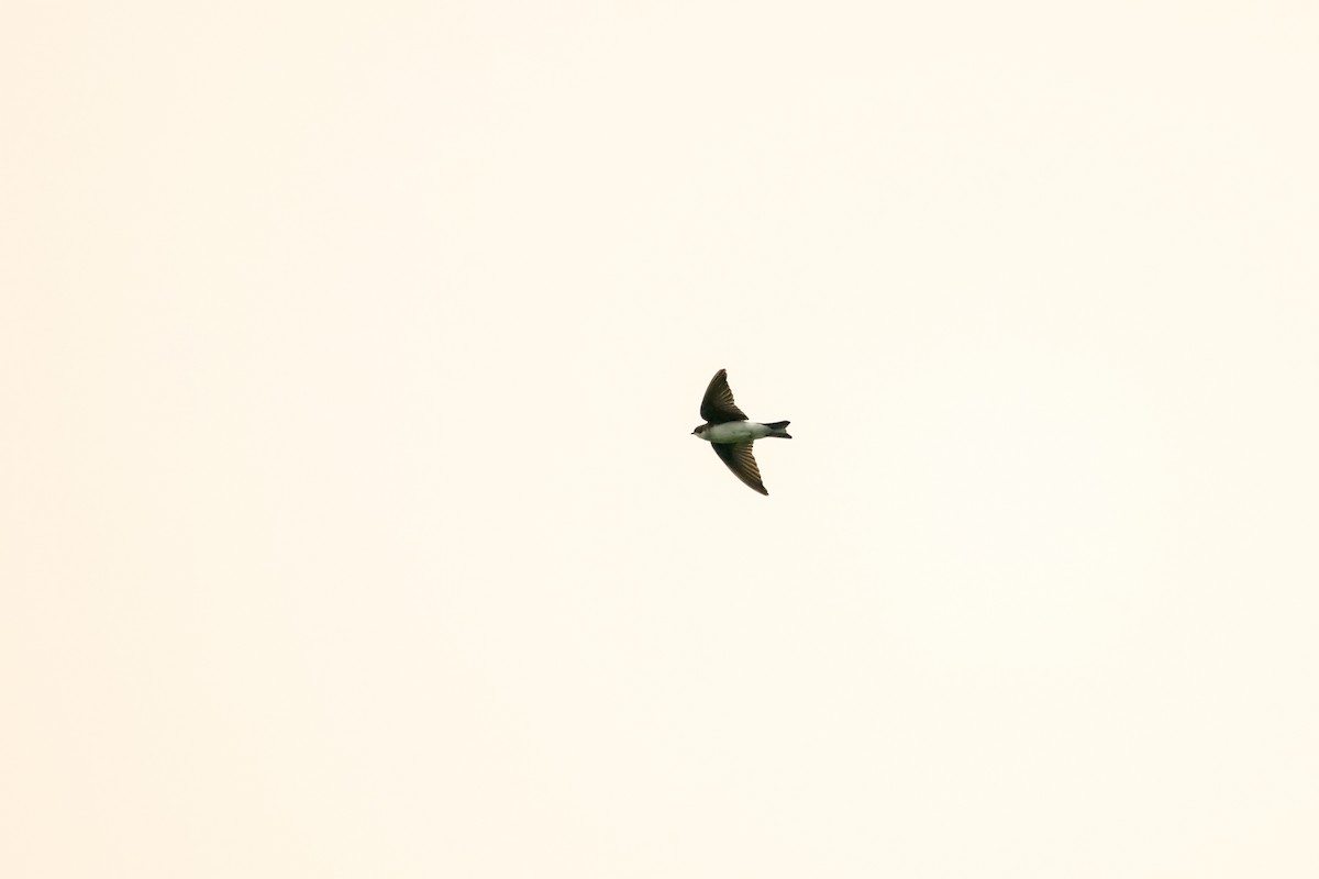 Tree Swallow - Guillaume Hannes