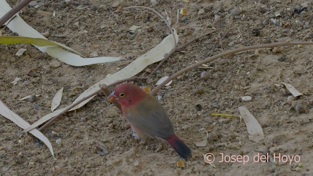 Red-billed Firefinch - ML589648451