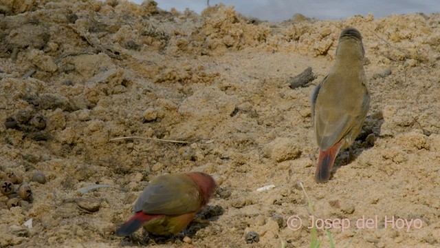 Red-billed Firefinch - ML589648861