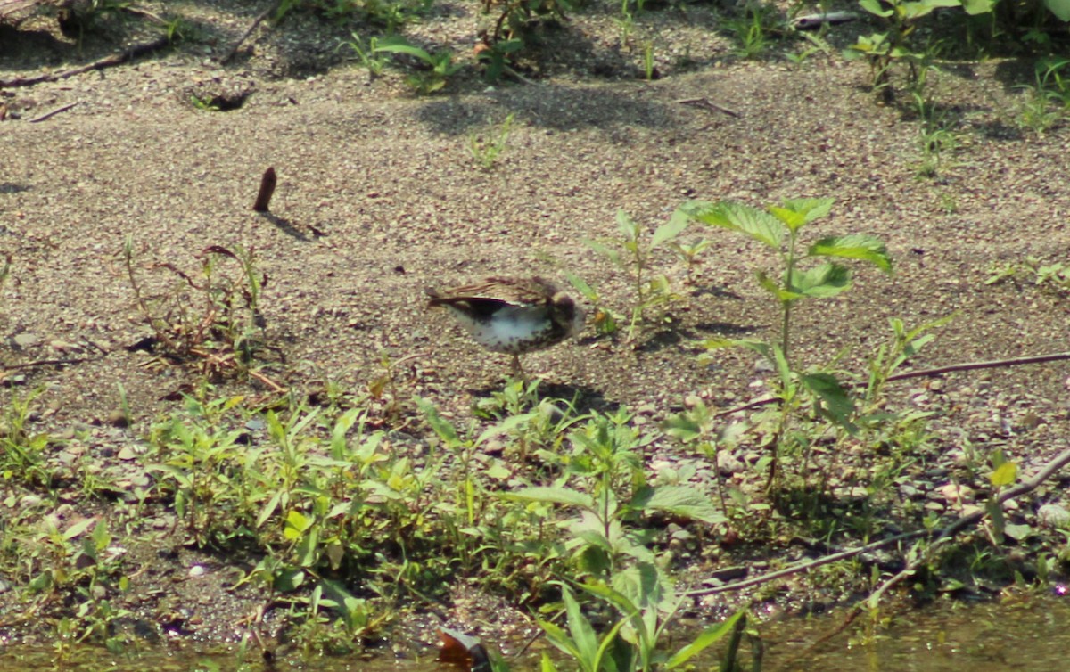 Spotted Sandpiper - ML589649391