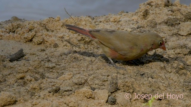 Red-billed Firefinch - ML589649541