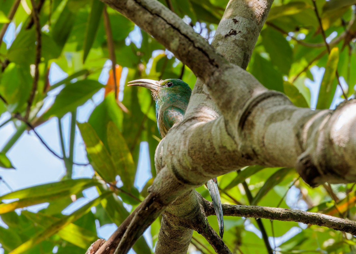 Blue-bearded Bee-eater - ML589649821