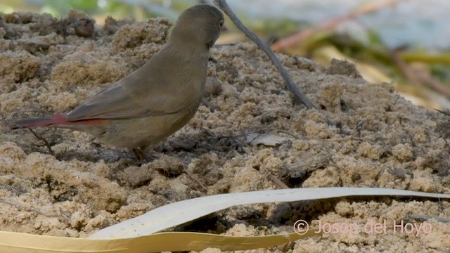 Red-billed Firefinch - ML589649871