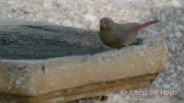 Red-billed Firefinch - ML589650191