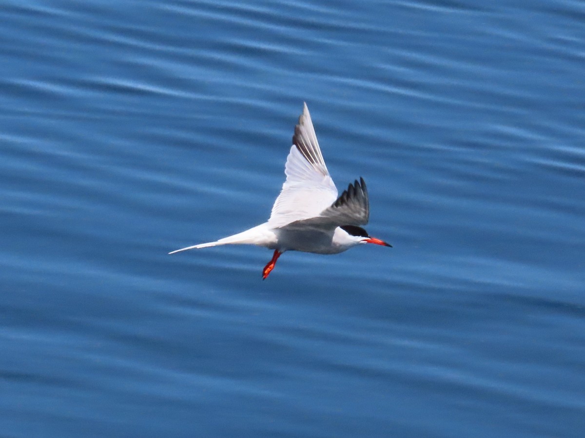 Common Tern - ML589651041