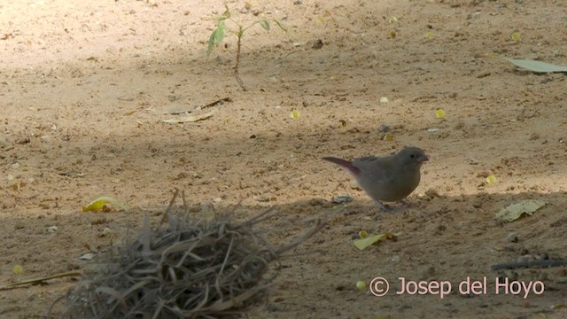 Red-billed Firefinch - ML589651141