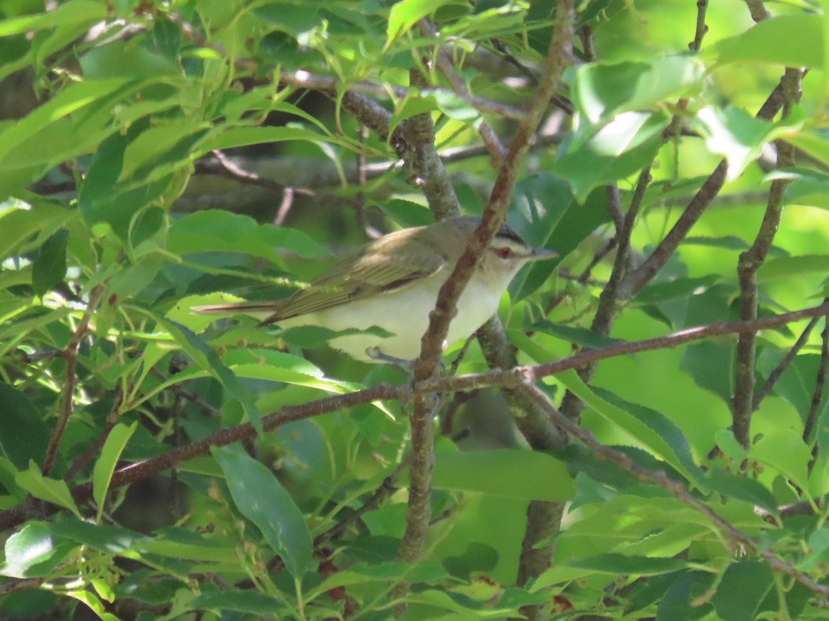 Vireo Ojirrojo - ML589651301