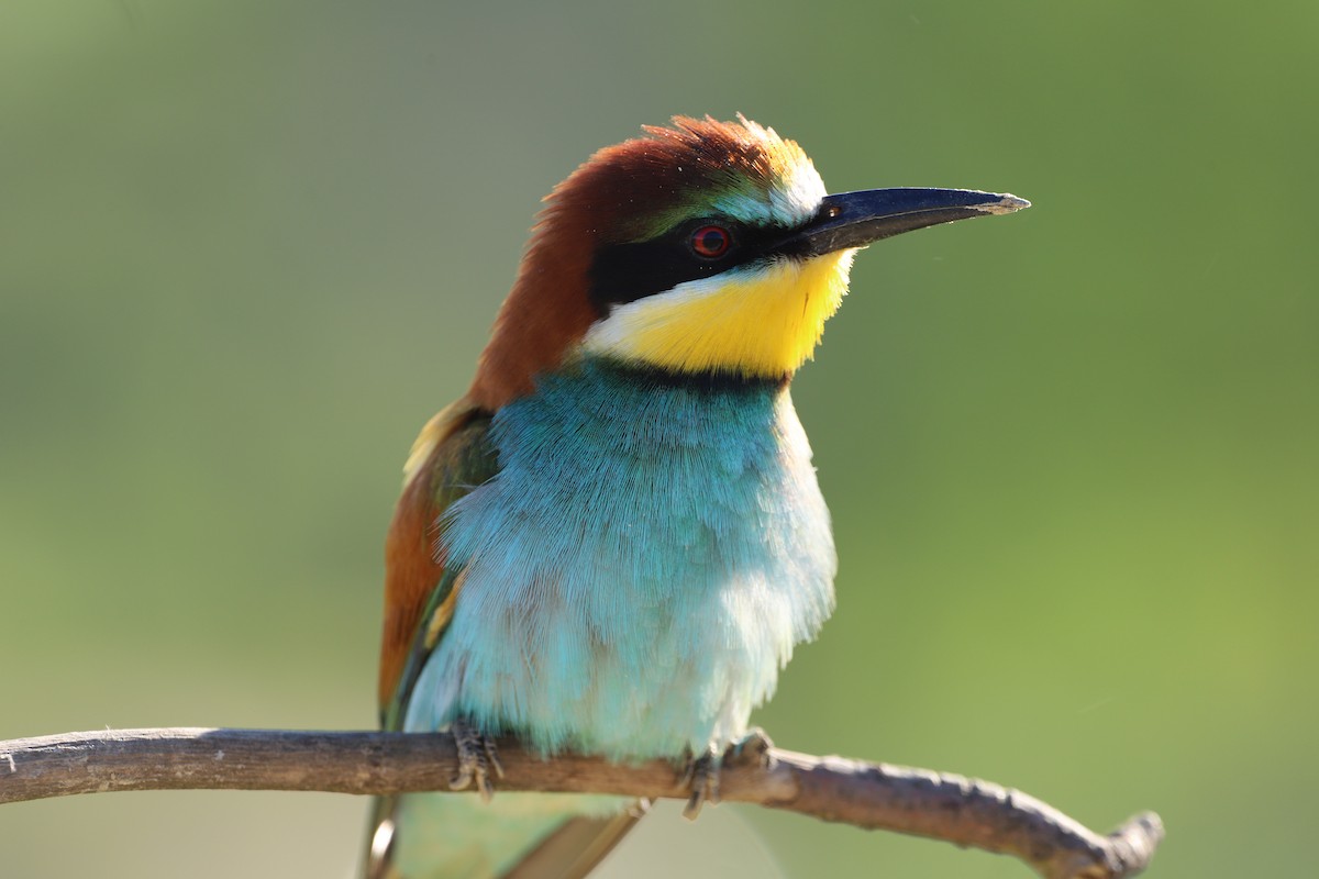 European Bee-eater - ML589652101
