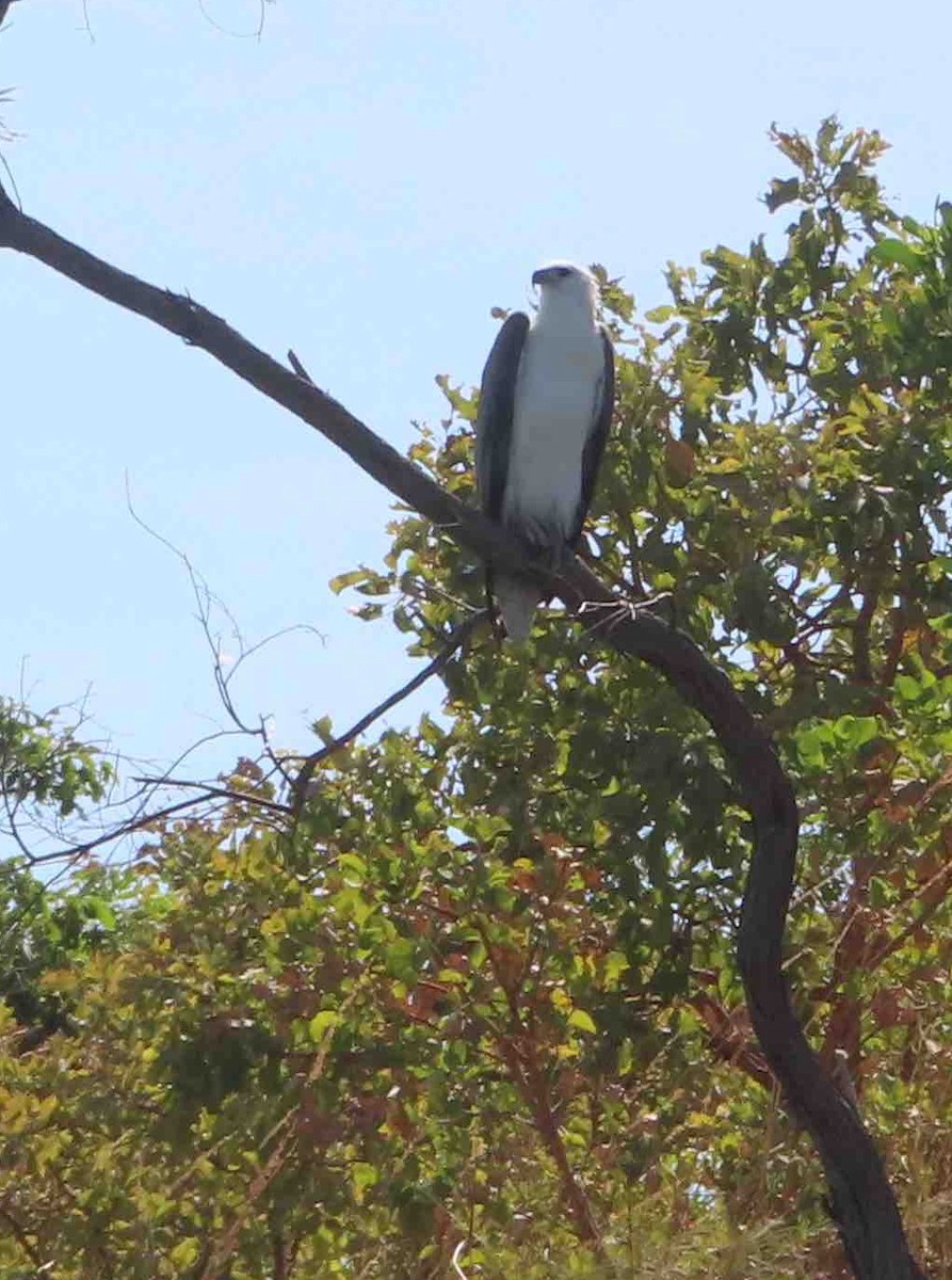 White-bellied Sea-Eagle - ML589652871