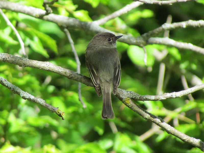 Eastern Phoebe - ML58965351