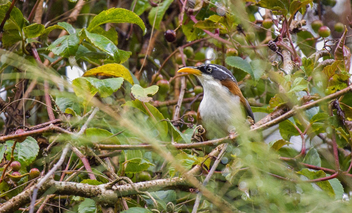 Javan Scimitar-Babbler - ML589653791
