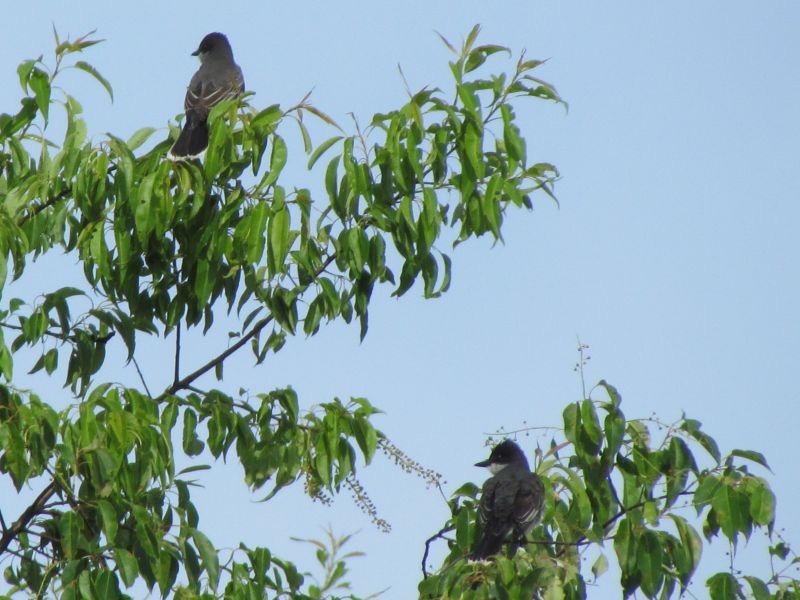 Eastern Kingbird - ML58965401