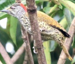 Cardinal Woodpecker - ML589654181