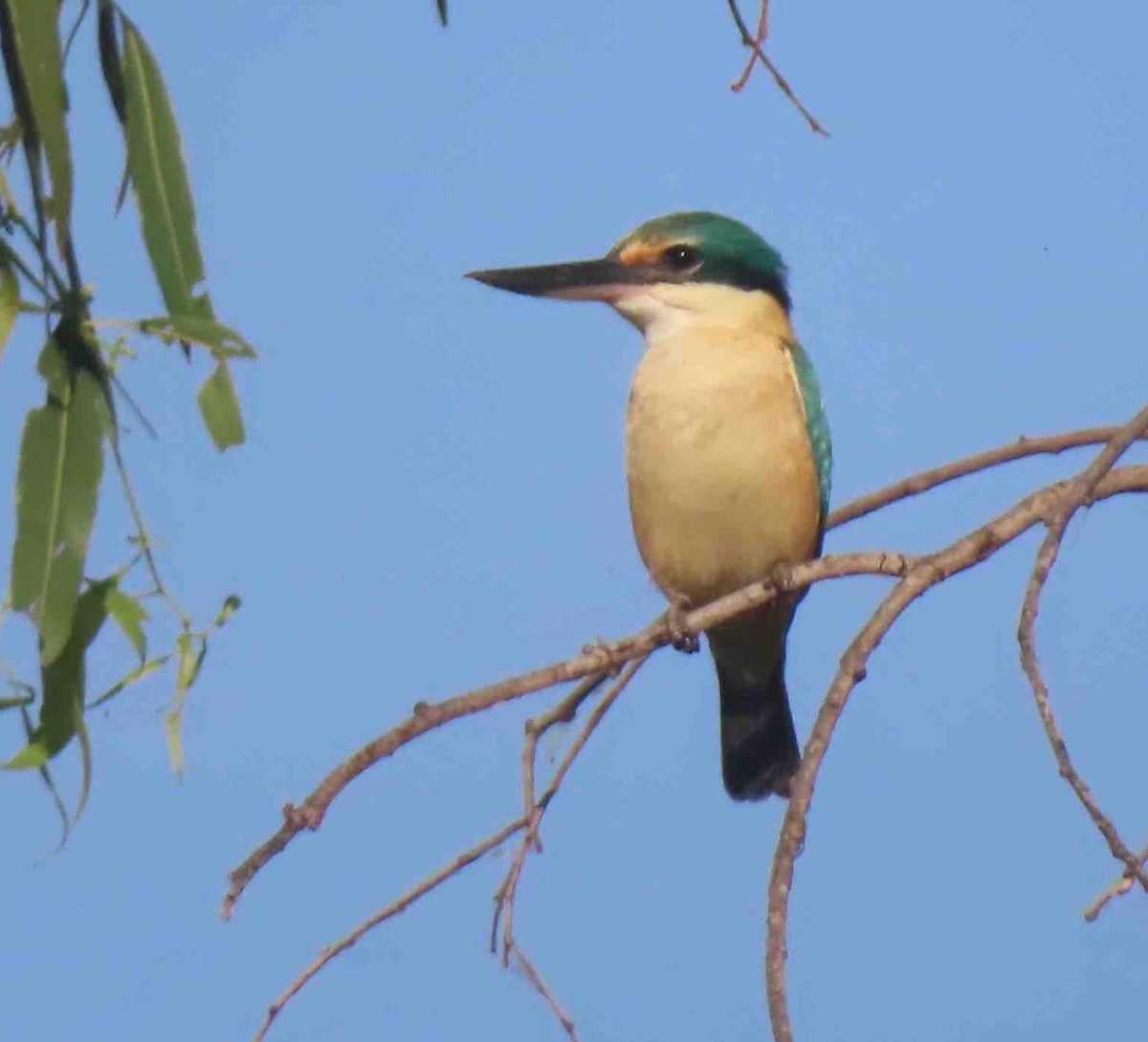 Sacred Kingfisher - ML589654221