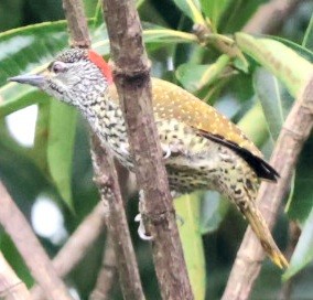 Cardinal Woodpecker - ML589654311