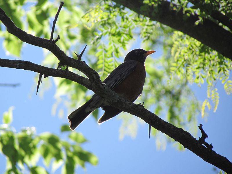 American Robin - ML58965441