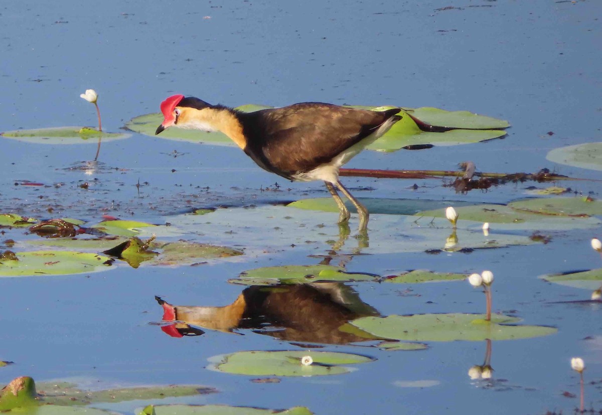 Comb-crested Jacana - ML589654431