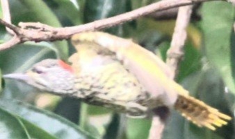 Cardinal Woodpecker - ML589654491
