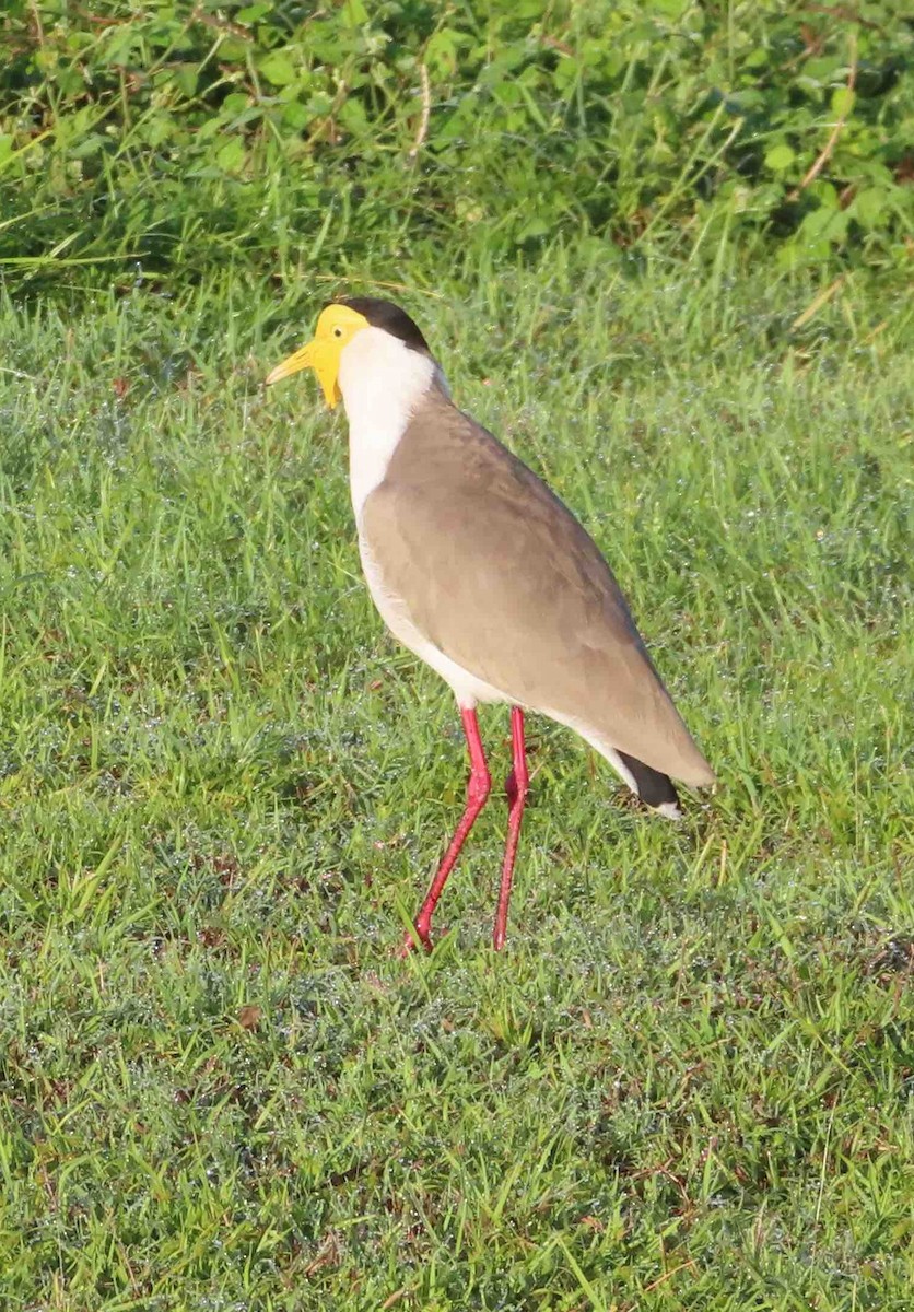 Masked Lapwing (Masked) - ML589654511