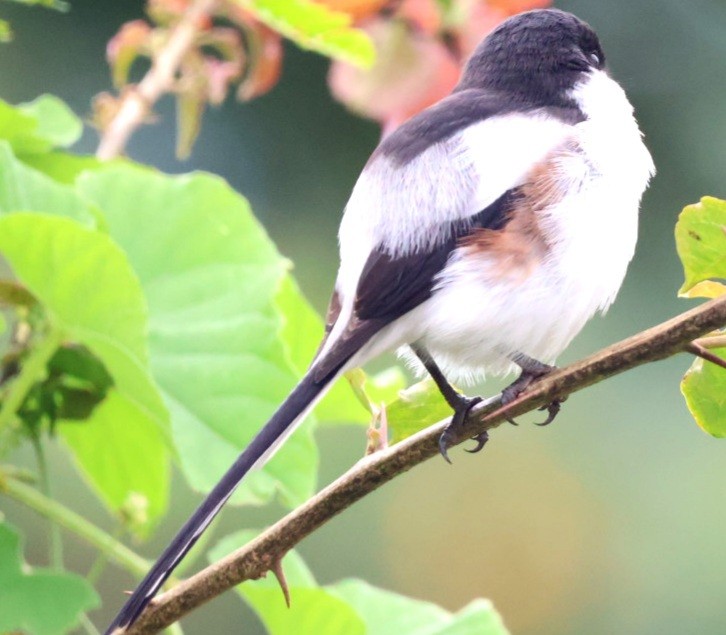 Northern Fiscal - ML589654561