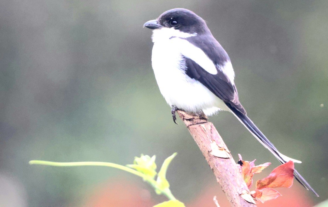 Northern Fiscal - ML589654621