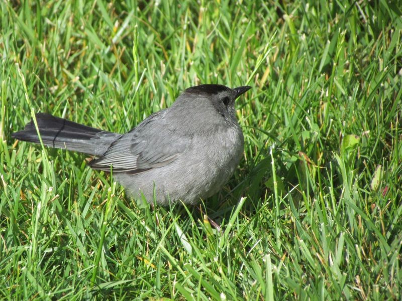 Pájaro Gato Gris - ML58965481