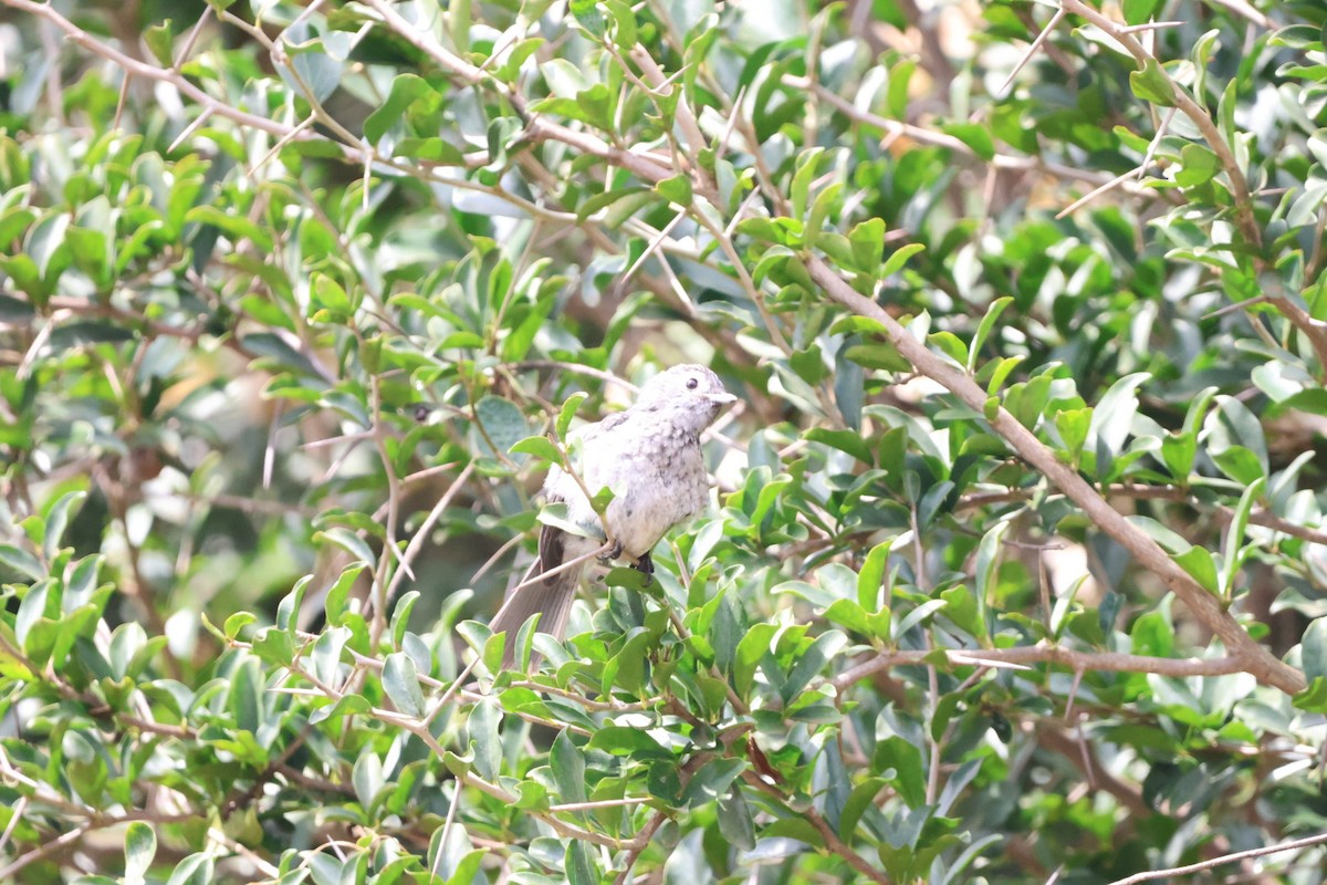 White-eyed Slaty-Flycatcher - ML589655031
