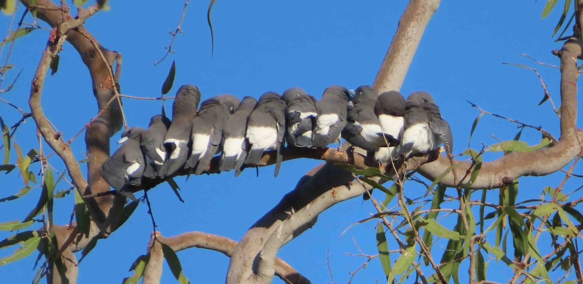 White-breasted Woodswallow - Paul R Clyne