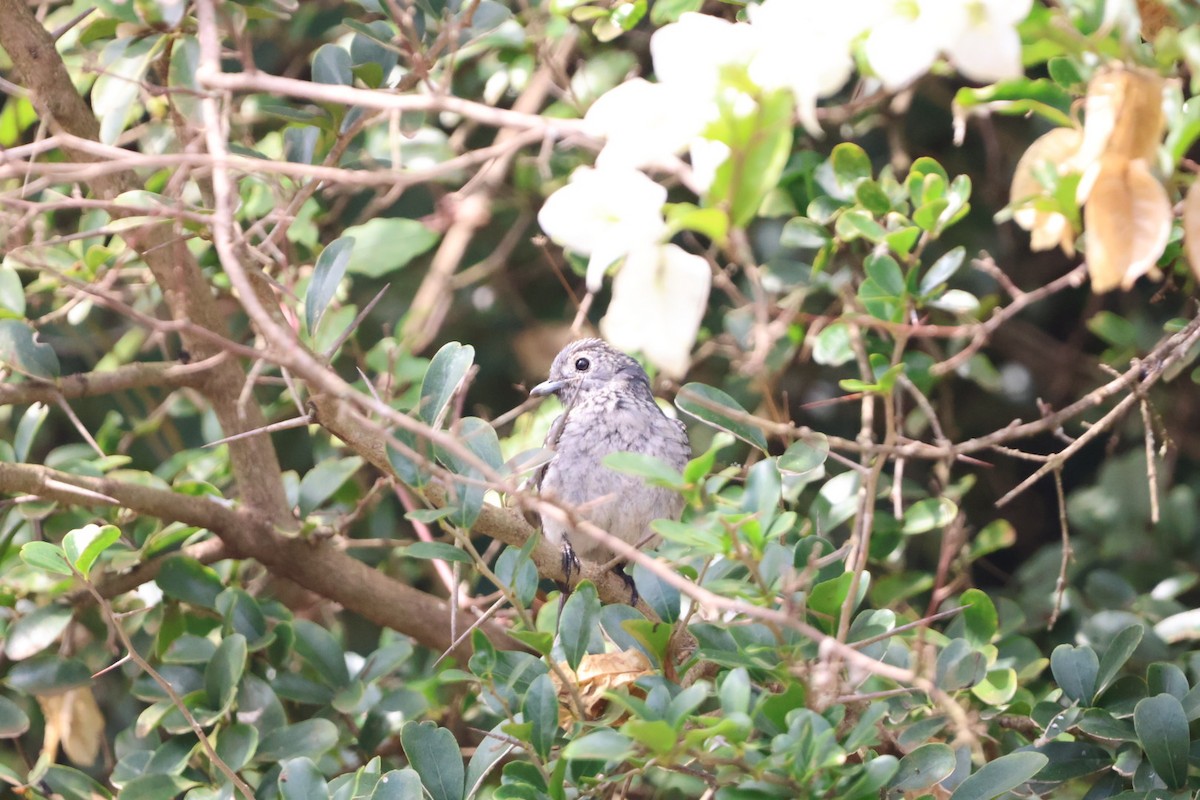 White-eyed Slaty-Flycatcher - ML589655111