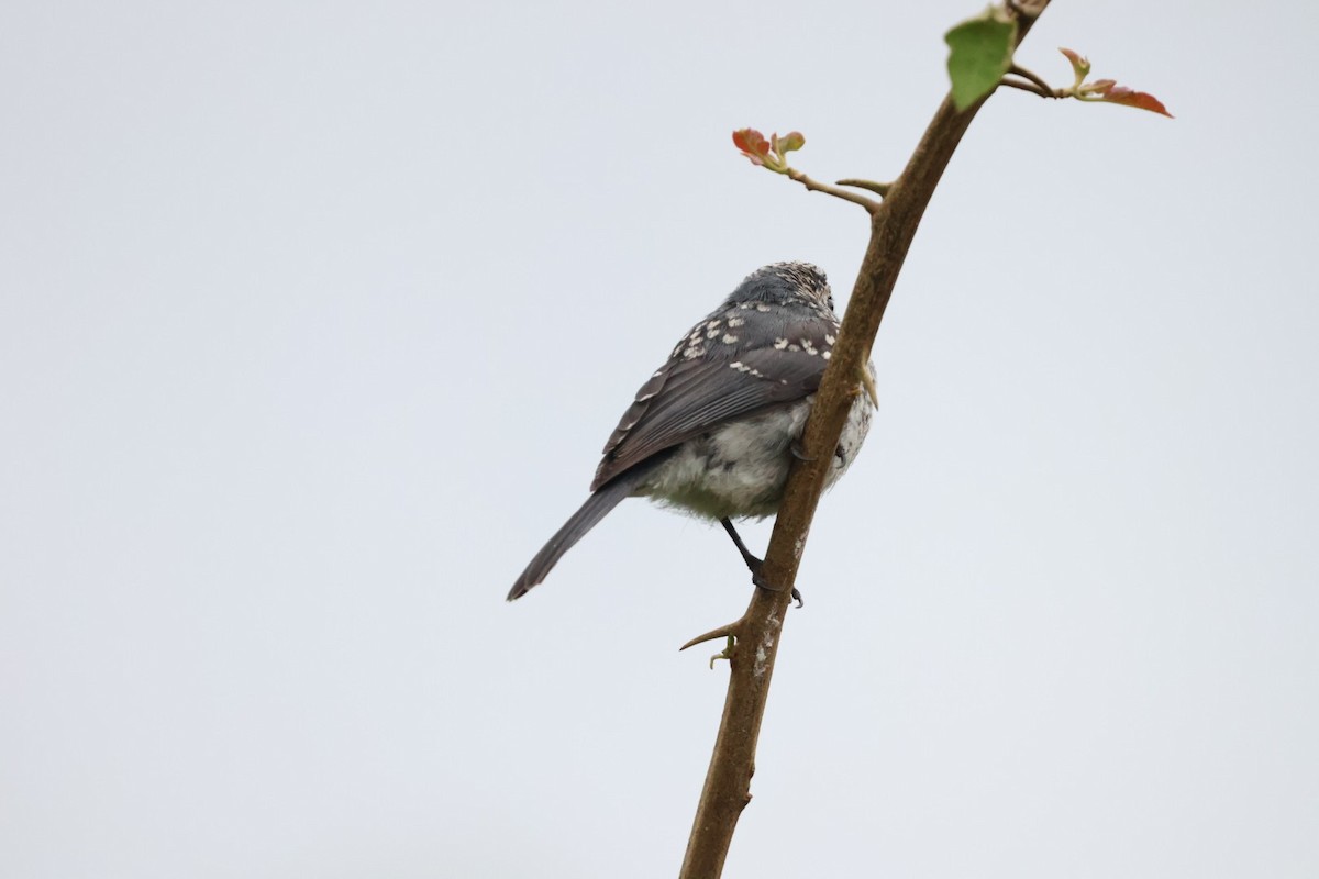 White-eyed Slaty-Flycatcher - ML589655251