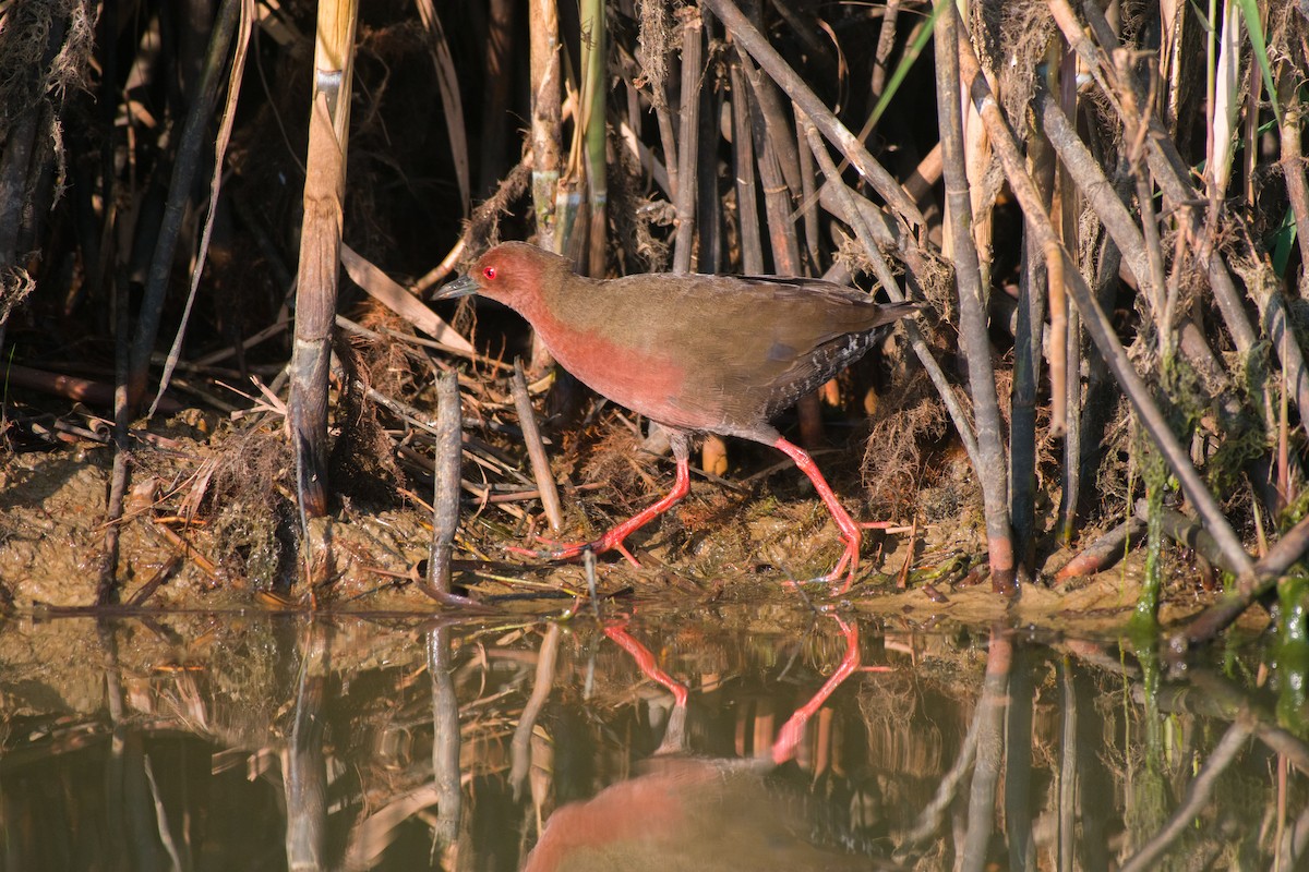 Ruddy-breasted Crake - Siddhanta Kumar Mohanta