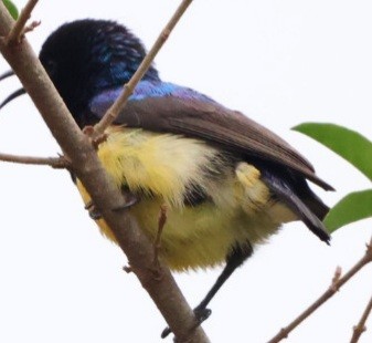 Variable Sunbird - ML589655311