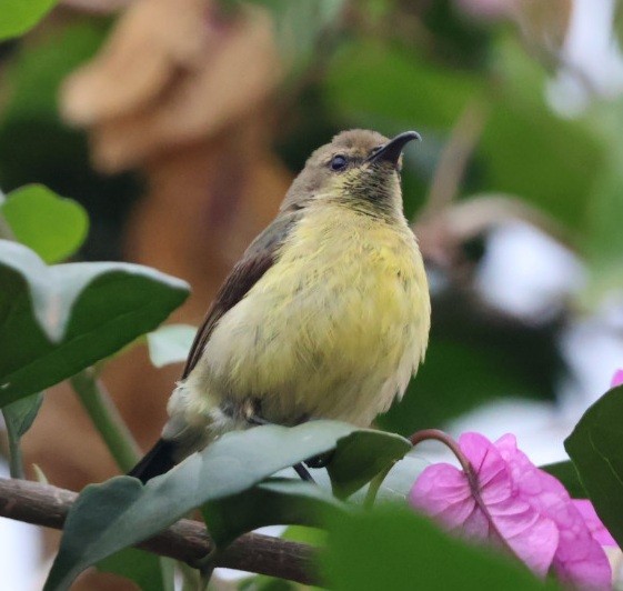 Variable Sunbird - ML589655341